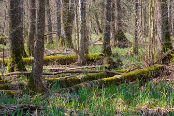 Frash Alder tree mixed forest in early spring