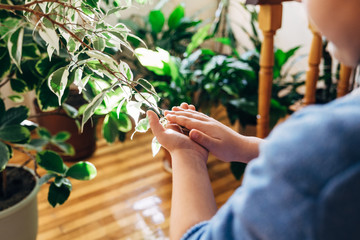 Landscaping at home. Seedlings, potted flowers, care for flowers at home. Child's hands touch green leaves.