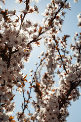 Beautiful floral spring abstract background of nature. Branches of blossoming apricot macro with soft focus on gentle light blue sky background. For easter and spring greeting cards with copy space.