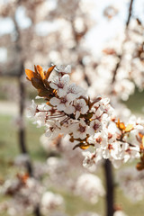 Beautiful floral spring abstract background of nature. Branches of blossoming apricot macro with soft focus on gentle light blue sky background. For easter and spring greeting cards with copy space.