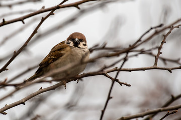 Male Tree Sparrow Perched in a Tree