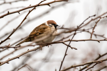 Male Tree Sparrow Perched in a Tree