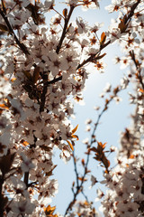 Beautiful floral spring abstract background of nature. Branches of blossoming apricot macro with soft focus on gentle light blue sky background. For easter and spring greeting cards with copy space.