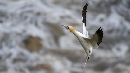 Gannet in Flight over Bempton Cliffs