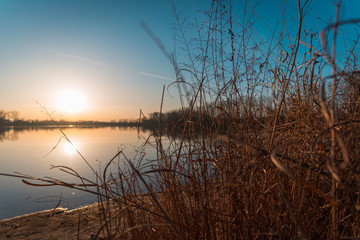 Dry plants in the winter with lake and sunset in the background