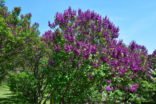 A bush of syringa vulgaris or lilac with mauve, dark pink flowers is blooming in a botanic garden in spring.