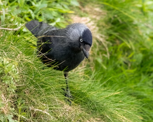 Jackdaw Standing on a Grassy Bank
