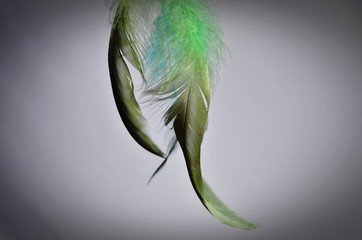 colored beautiful feathers on the background
