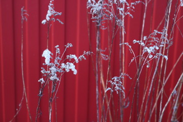 Texture of white and gray blades of grass of different sharpness and red iron wall. The photo was taken in natural daylight. 