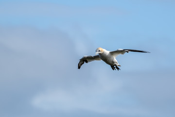 Gannet in Flight over Bempton Cliffs