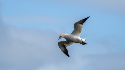 Gannet in Flight over Bempton Cliffs