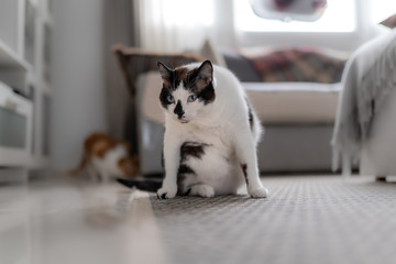 gato blanco y negro con ojos azules sentado sobre una alfombra, deja de lamerse para mirar al frente