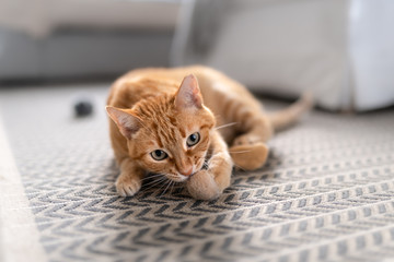 green-eyed tabby cat lying on a carpet, bites a fur ball