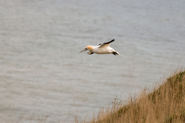Gannet in Flight over Bempton Cliffs