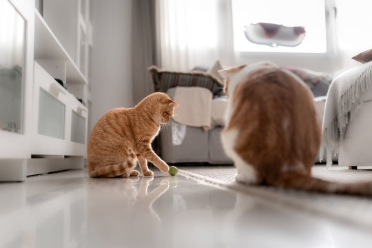 gato atigrado de color marron, juega con una pelota verde sobre la alfombra