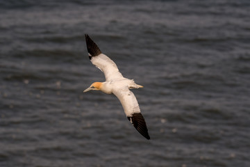 Gannet in Flight over Bempton Cliffs