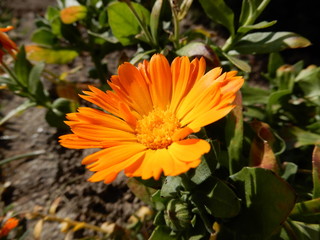 orange flower in the garden