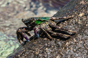 Green crab on a slippery rock