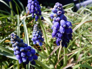 blue hyacinth flowers