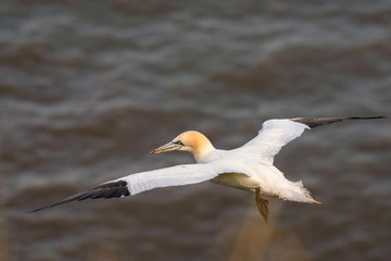 Gannet in Flight over Bempton Cliffs