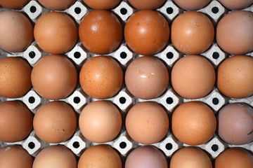 Egg panel Top View Background