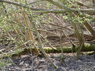 tree in the forest