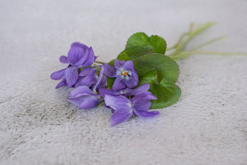 A small bouquet of violet flowers on light gray background.