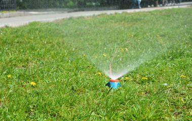 A sturdy lawn is watering a green lawn in summer. © bildlove