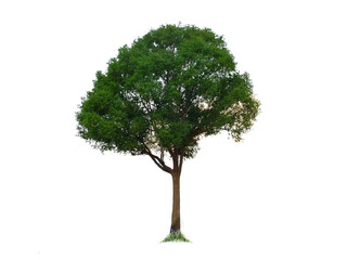 1 complete green tree from nature, separate on a white background