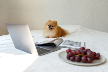 Fototapete bei efototapeten.de bestellen   