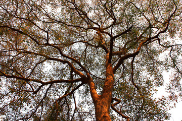 Looking at the big tree branching on the white background