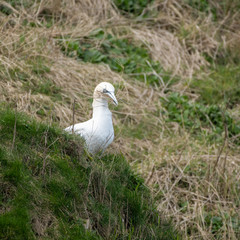 Gannet Collecting Grass to Make a Nest