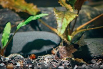 tropical fish in aquarium