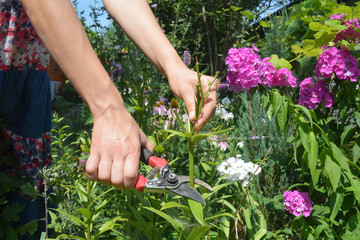 A gardener is deadheading lily plants cutting off the spent flowers with bypass shears on a beautiful flowerbed.