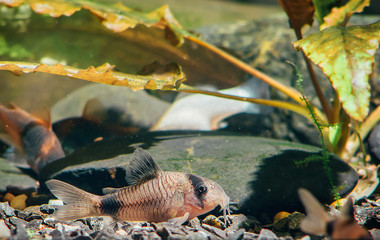 tropical fish in aquarium