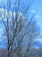 Bare Trees against the Sky 