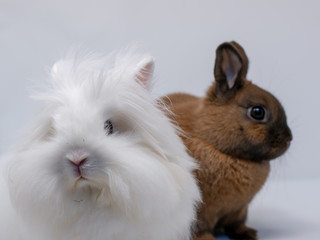 Gruppe von zwei Zwergkaninchen im Portrait in einer Fotobox