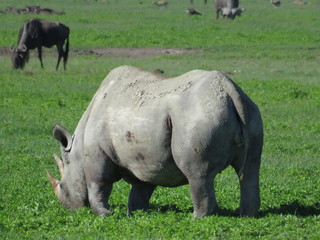 Fototapeta premium Africa