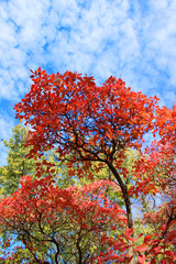 Red Cotinus coggygria leaves in autumn forest. Beautiful colorful autumn. Bright red leaves on tree against blue sky. 