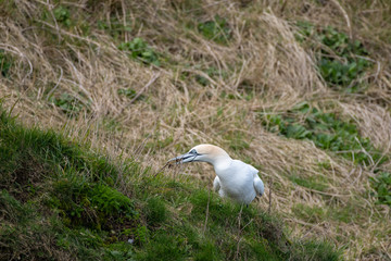 Gannet Collecting Grass to Make a Nest