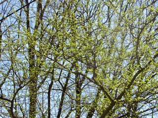 tree branches against blue sky