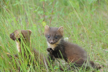 European pine marten (Martes martes) playing and posing on camera