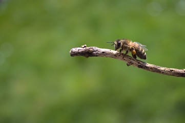 Biene auf einem kleinen Ast