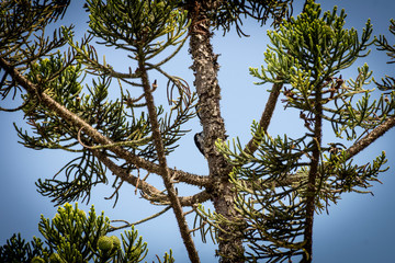 pajaro carpintero