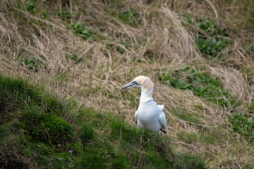 Gannet Collecting Grass to Make a Nest