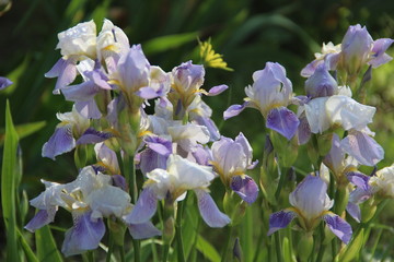 Beautiful Tender Irisis Close-up. Spring-flowering. Natural spring flowers macro background. Hd floral wallpapers for desktop.