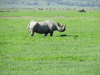 Naklejka premium Africa