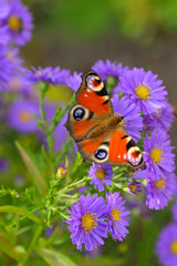 Tagpfauenauge auf Herbstaster	