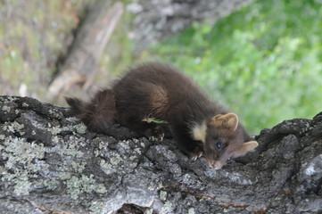 European pine marten (Martes martes) playing and posing on camera