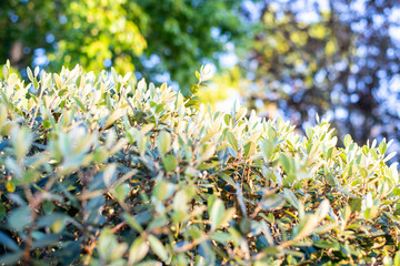 Closeup of feijoa tree shrub. Acca sellowiana or pineapple guava background